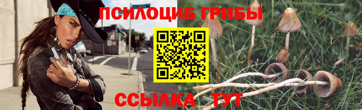 Галлюциногенные грибы Psilocybine cubensis Избербаш